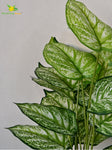 Enchanted Artificial Devil’s Ivy Plant - 73 cm