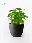 Black Round Planter