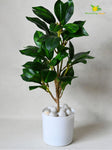 Artificial Zamioculcas Zamiifolia Dark Green Plant – 45 cm, with Basic Pot