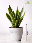Vivid Tie-Dye Planter | Blue | 12 cm | Set of 3