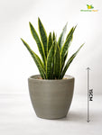 Decorative Pots | Light Brown | 15 cm