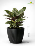 Elegant Ribbed Melamine Pot | Black | 16 cm | Set of 5