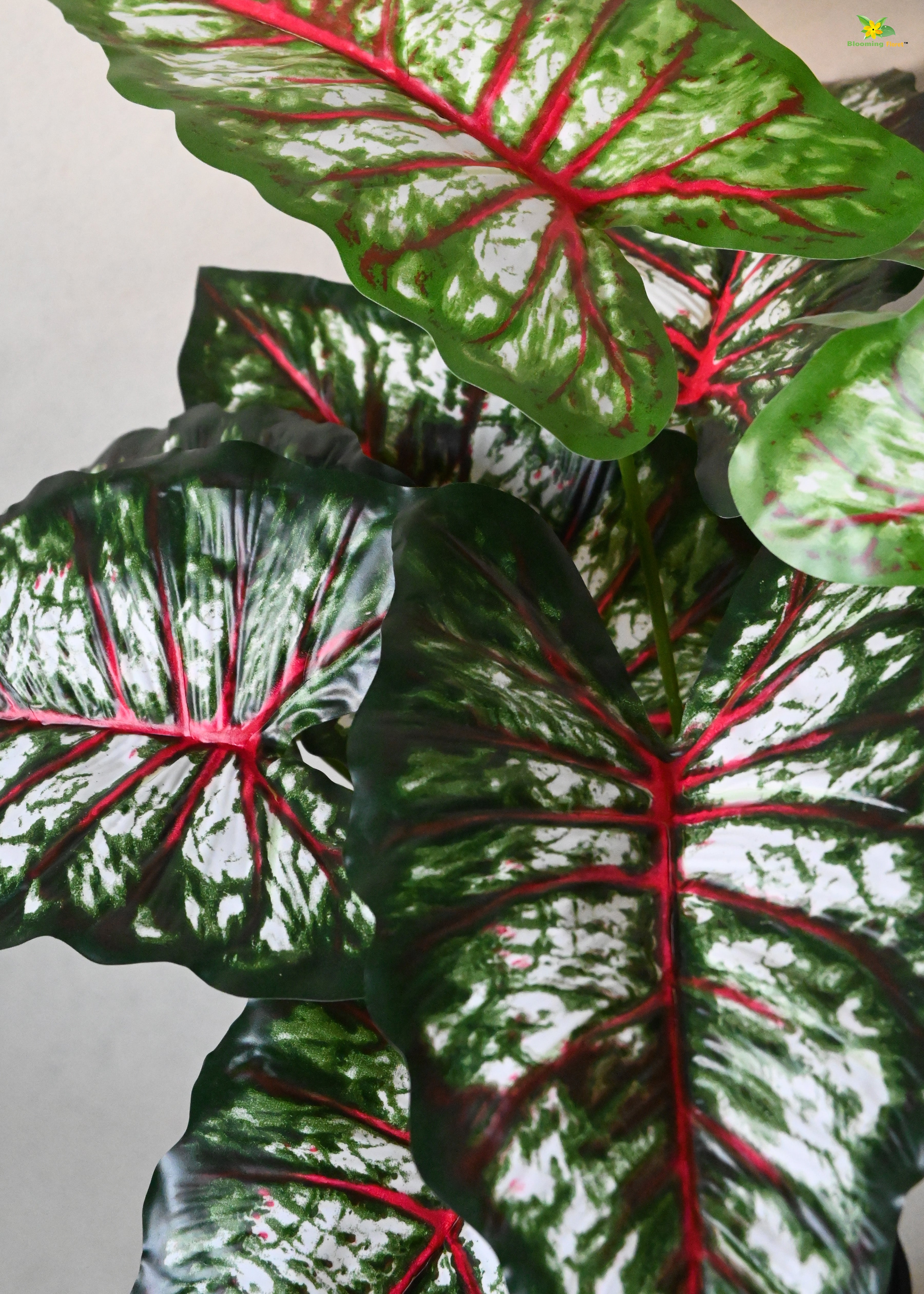 Artificial Tropical Caladium Plant for Decor | 12 Leaves with Basic Pot | 65 cm