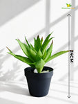 Aloe Vera Plant | Green | 24 cm