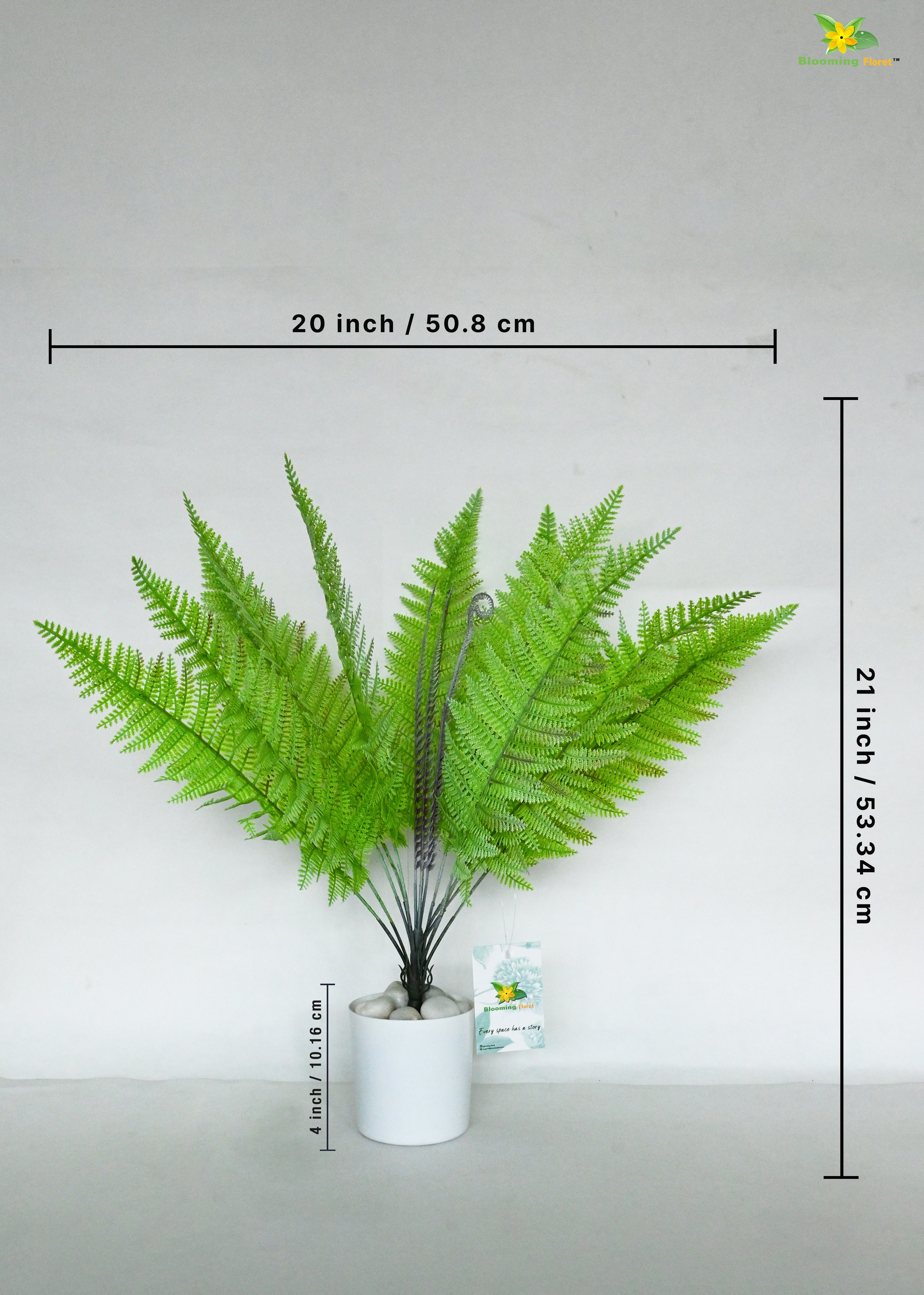 Evergreen Foliage Wood Fern Plant | Light Green