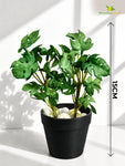Artificial Mini Monstera Succulent | Light Green | 15 cm