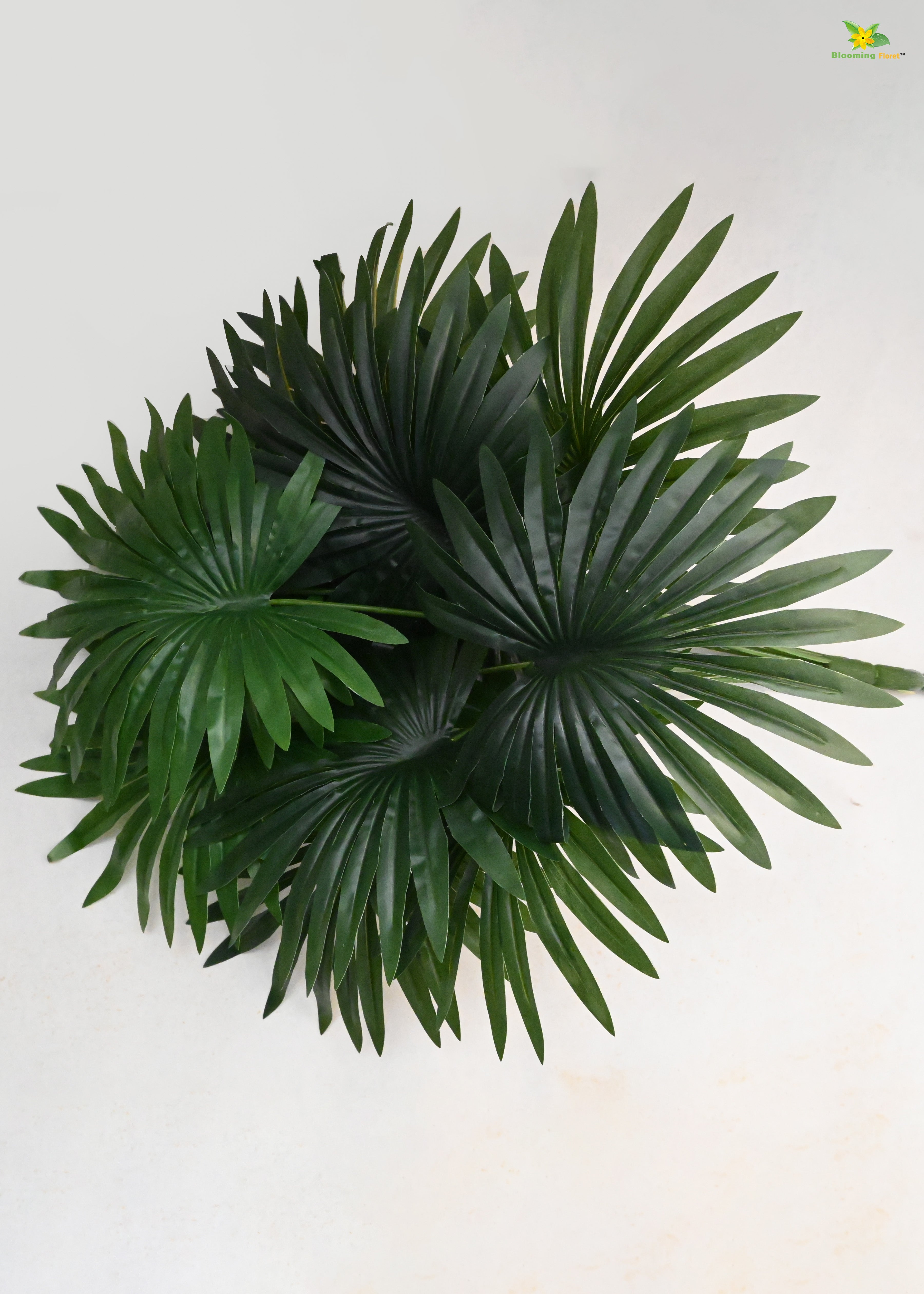 Tropical Breeze Fan Palm Plant