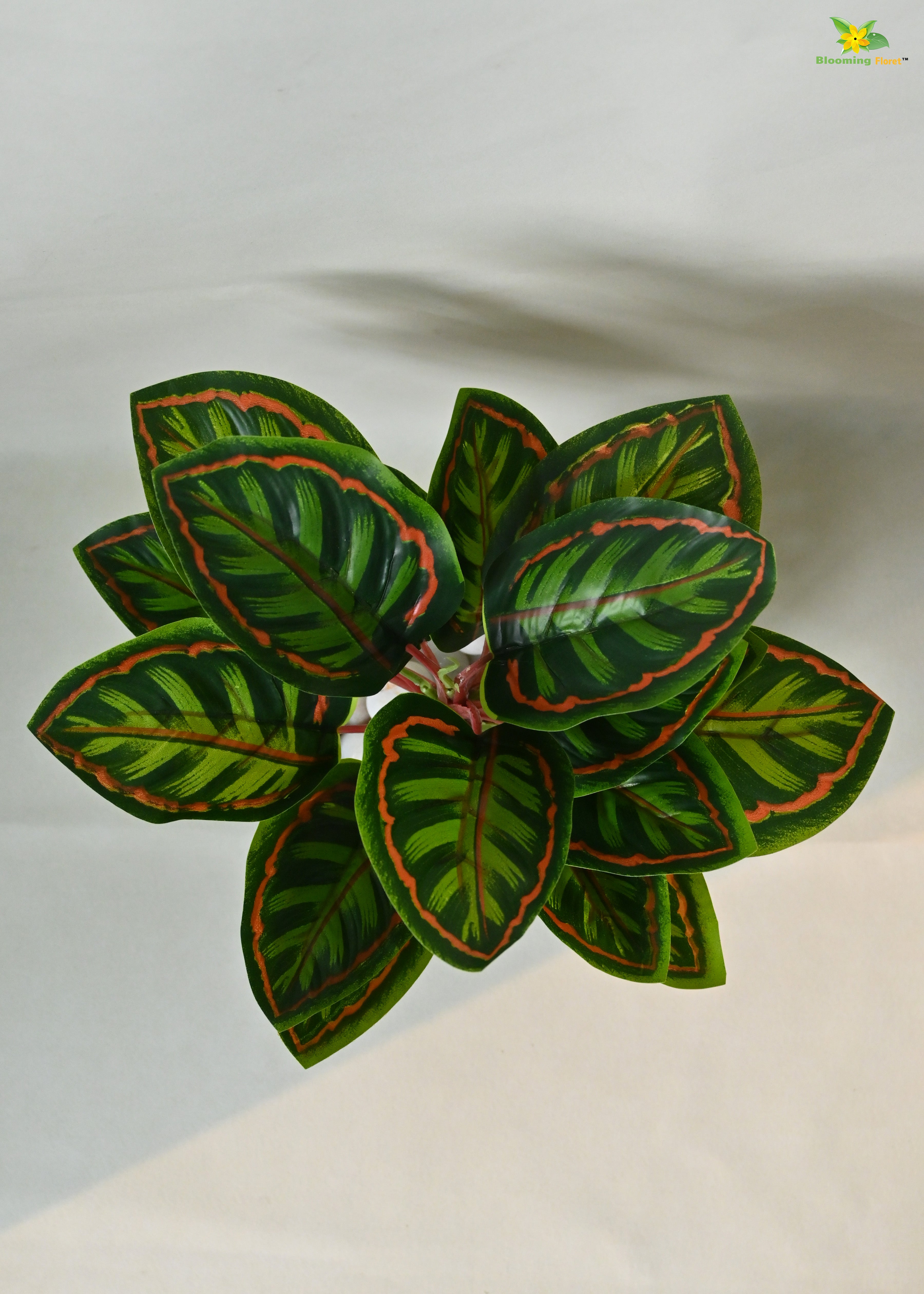 Enchantaflora Calathea Roseopicta Plant | Red Veins