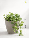 Decorative Pots |Light Brown | 12 cm