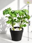 Artificial Mini Monstera Succulent | Light Green | 15 cm
