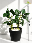 Artificial Money Plant Succulent | Dark Green | 15 cm | Set of 3