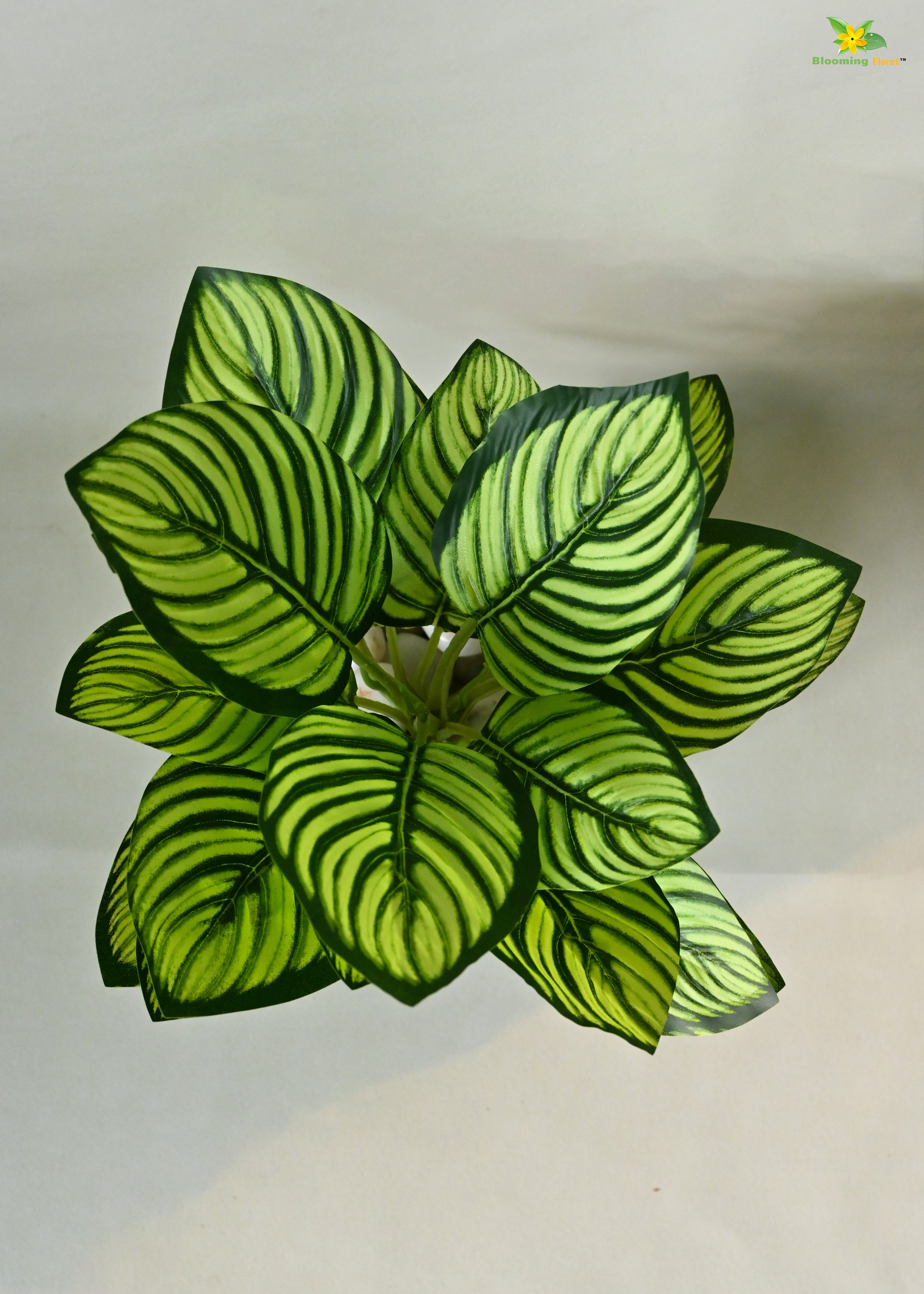 Exquisite Calathea Ornata Plant