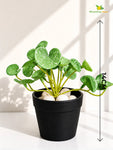 Lush Leaf Pennywort Artificial Succulent | Dark Green & White | 14 cm | Set of 3