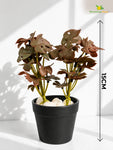 Artificial Mini Monstera Succulent | Maroon | 15 cm | Set of 3