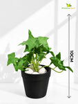 Artificial Ivy Succulent | Green | Small Leaves | 10 cm | Set of 3