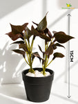 Artificial Money Plant Succulent | Maroon | 15 cm | Set of 3