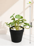 Lush Leaf Pennywort Artificial Succulent | Mixed Green Patterned | 14 cm | Set of 3