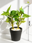 Artificial Money Plant Succulent | Light Green | 15 cm
