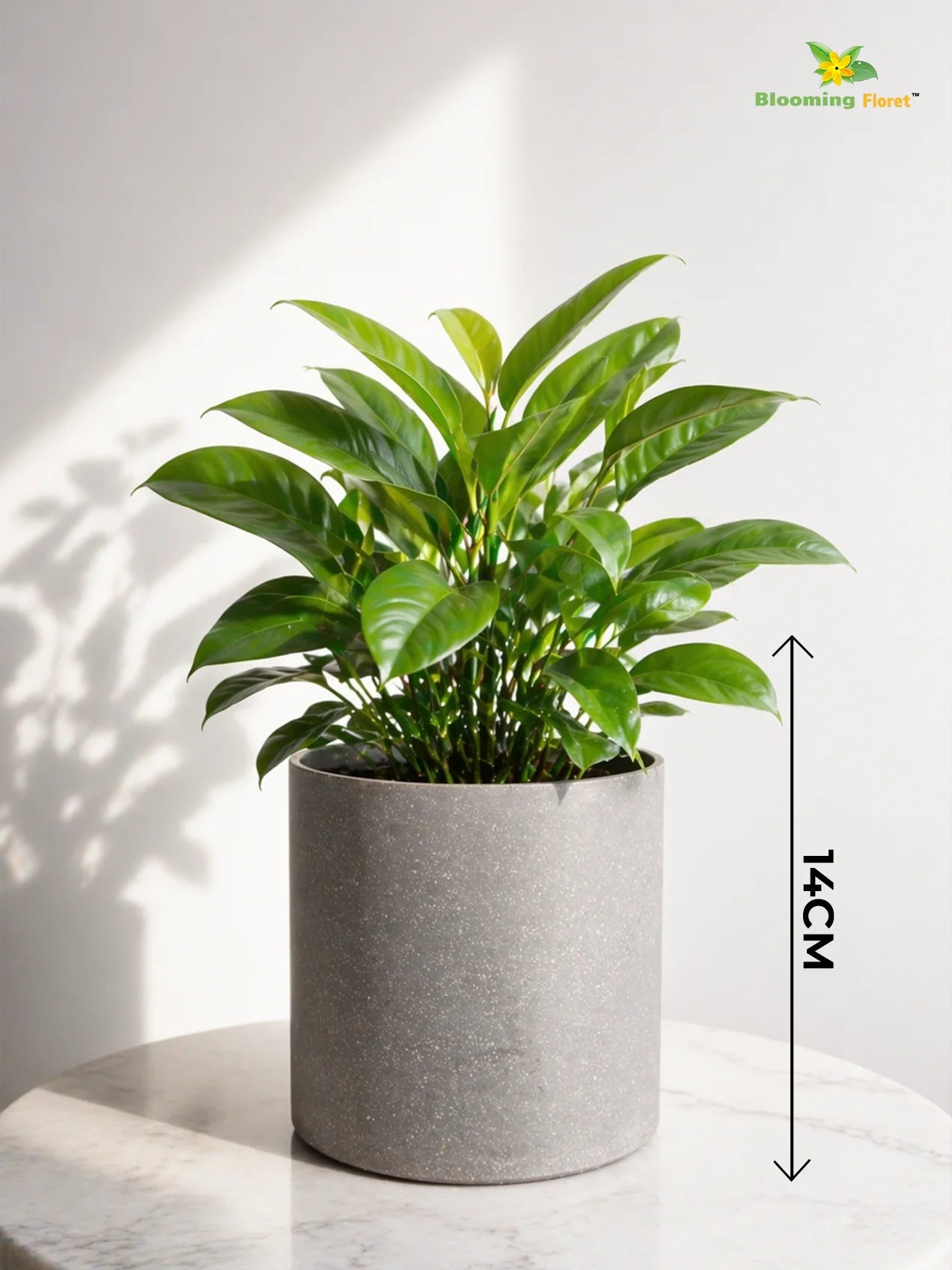 Cylinder Base Fiber Pot | Grey | 14 cm