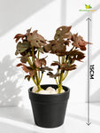 Artificial Mini Monstera Succulent | Maroon | 15 cm