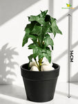 Artificial Ivy Succulent | Dark Green with White Dots Patterned | 16 cm