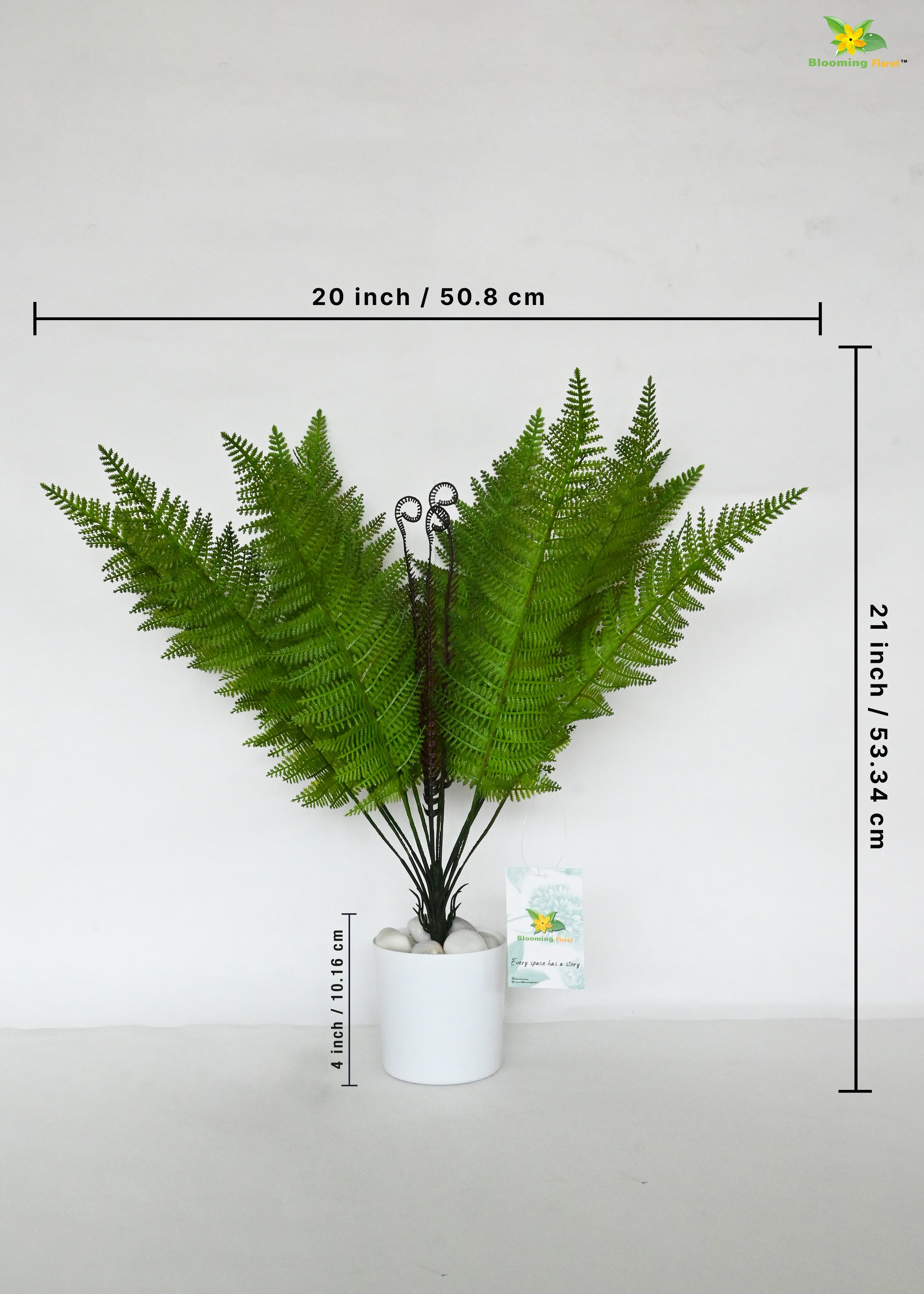 Evergreen Foliage Wood Fern Plant | Dark Green