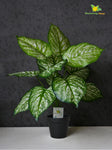 Artificial Devil Ivy Plant – 65 cm, with Basic Pot