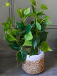 Artificial Jade Pothos – 48 cm, with Basic Pot