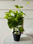 Artificial Jade Pothos – 48 cm, with Basic Pot