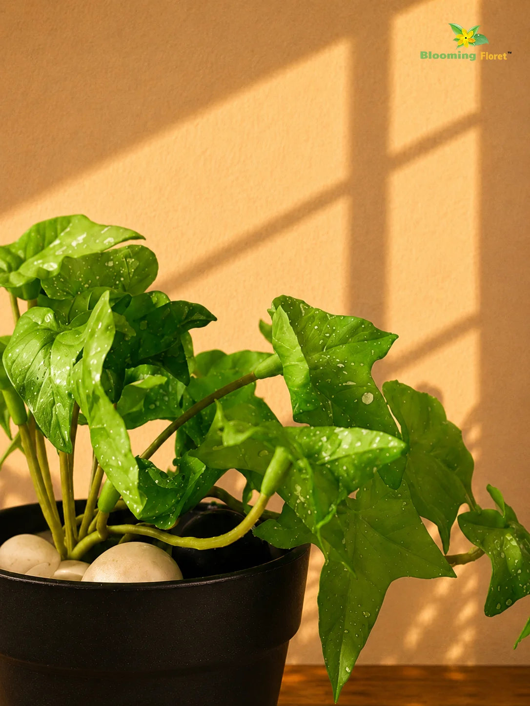 Artificial Ivy Succulent | Light Green | 10 cm | Set of 3