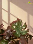 Artificial Mini Monstera Succulent | Maroon | 15 cm