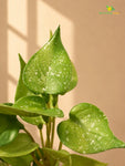 Artificial Money Plant Succulent | Light Green | 15 cm