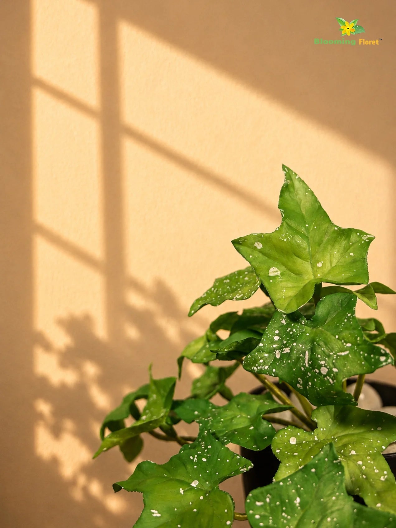 Artificial Ivy Succulent | Green & White Patterned Leaves | 10 cm | Set of 3