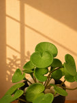 Lush Leaf Pennywort Artificial Succulent | Light Green | 14 cm | Set of 3