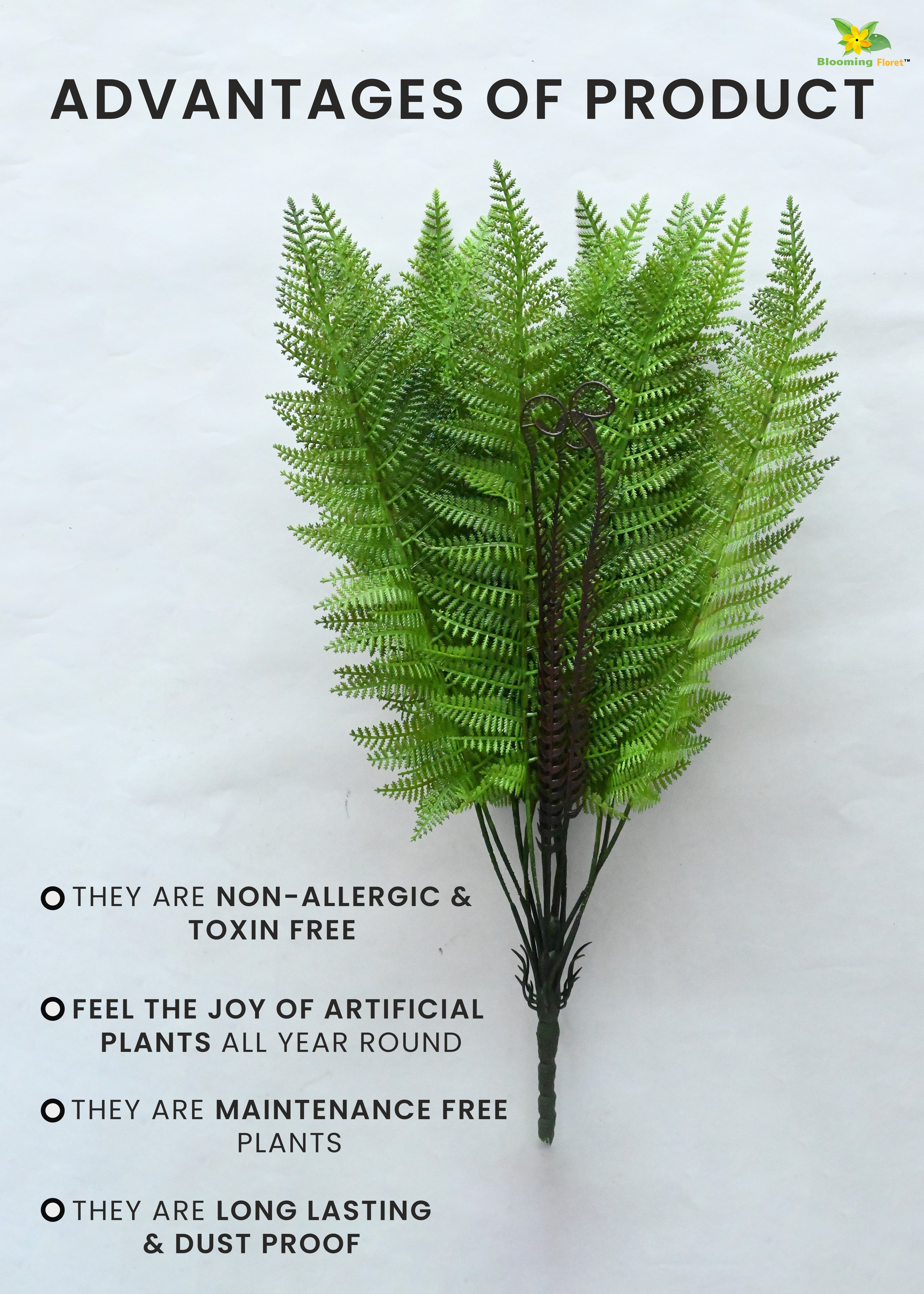 Evergreen Foliage Wood Fern Plant | Dark Green