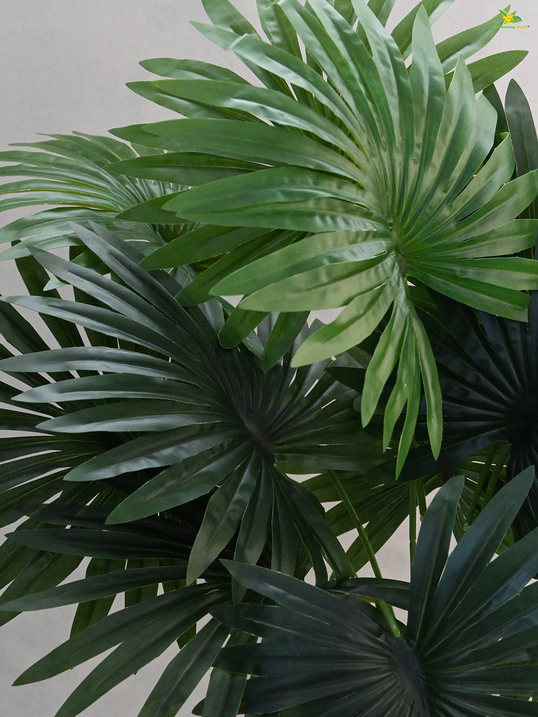 Tropical Breeze Fan Palm Plant