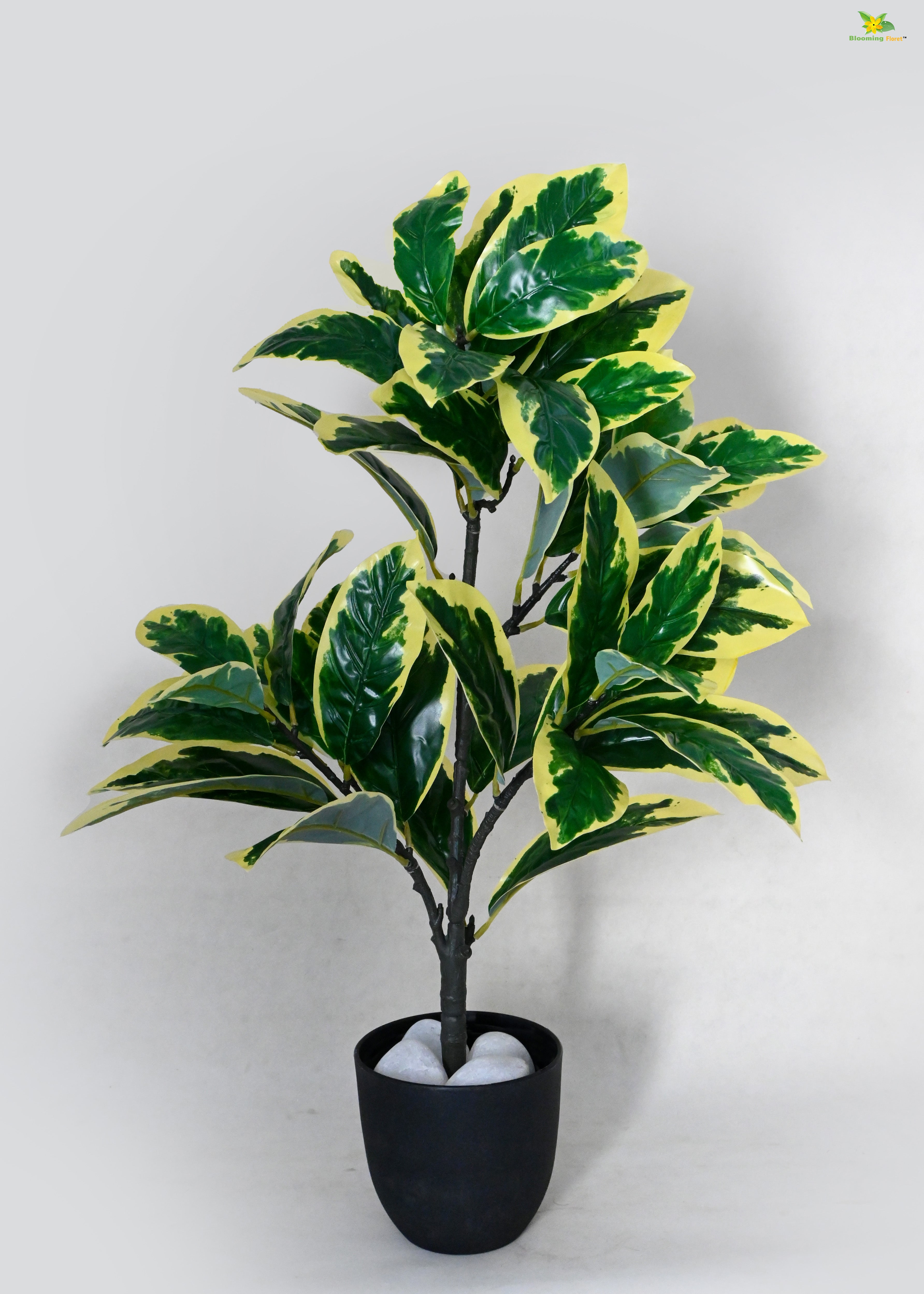 Artificial Pisonia Alba Plant for Decor 30 Leaves with Basic Pot | 65 cm