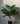 Artificial Areca Palm Plant  12 Leaves with Basic Pot | 58.4 cm