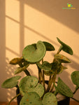 Lush Leaf Pennywort Artificial Succulent | Mixed Green Patterned | 14 cm | Set of 3