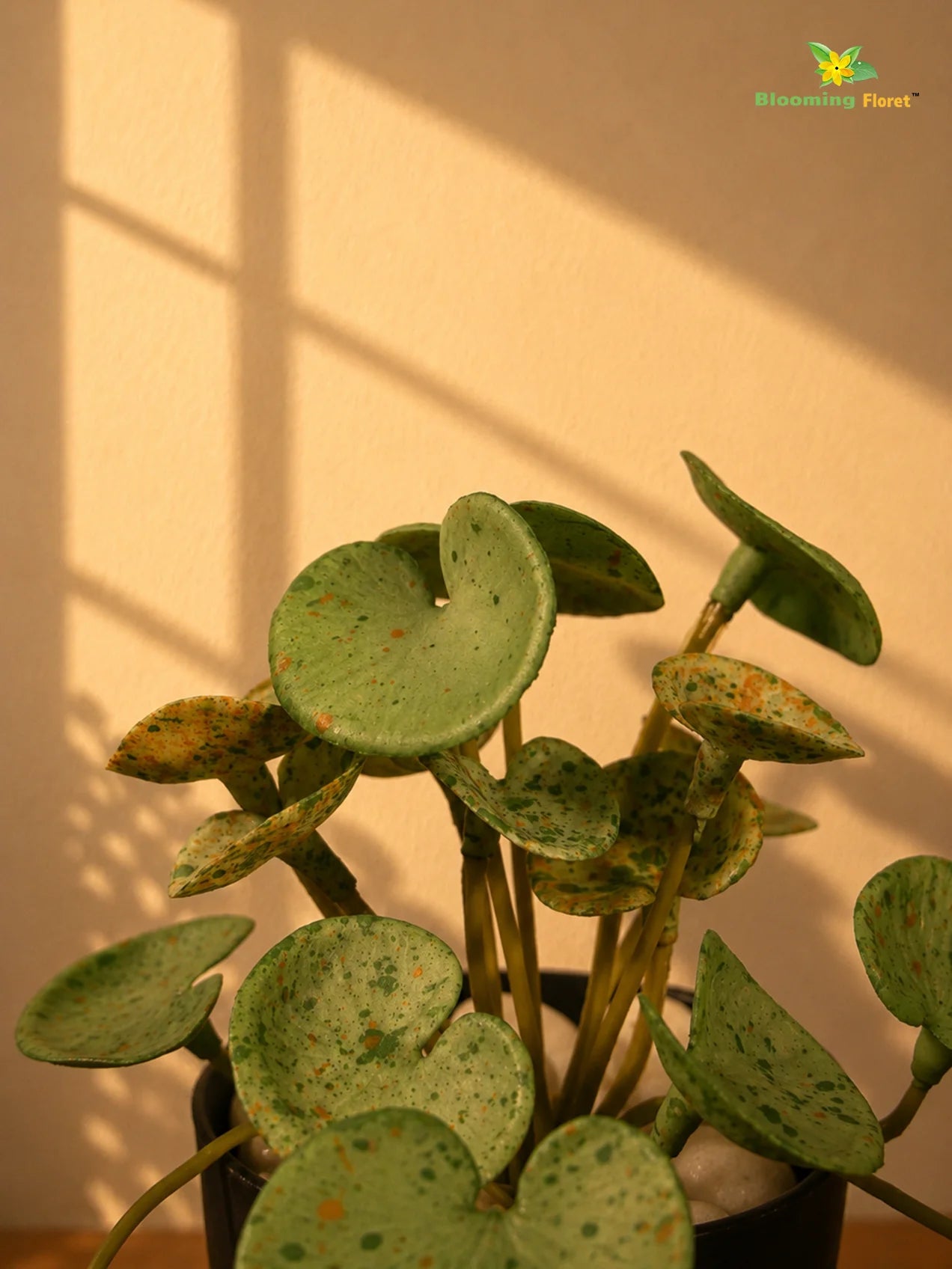 Lush Leaf Pennywort Artificial Succulent | Mixed Green Patterned | 14 cm | Set of 3