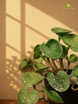 Lush Leaf Pennywort Artificial Succulent | Dark Green & White | 14 cm