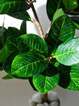 Verdant Delight Fig Plant - 68.5 cm, Real Life Leaves