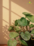 Lush Leaf Pennywort Artificial Succulent | Dark Green & White | 14 cm | Set of 3