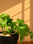 Artificial Ivy Succulent | Light Green | 10 cm