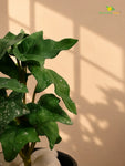 Artificial Ivy Succulent | Green | 16 cm