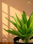 Aloe Vera Plant | Green | 24 cm