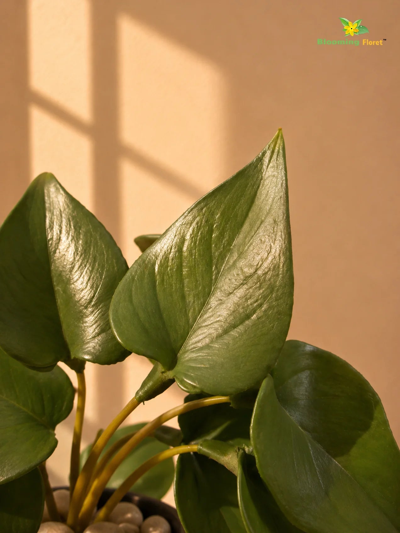 Artificial Money Plant Succulent | Dark Green | 15 cm | Set of 3