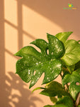Artificial Mini Monstera Succulent | Light Green | 15 cm