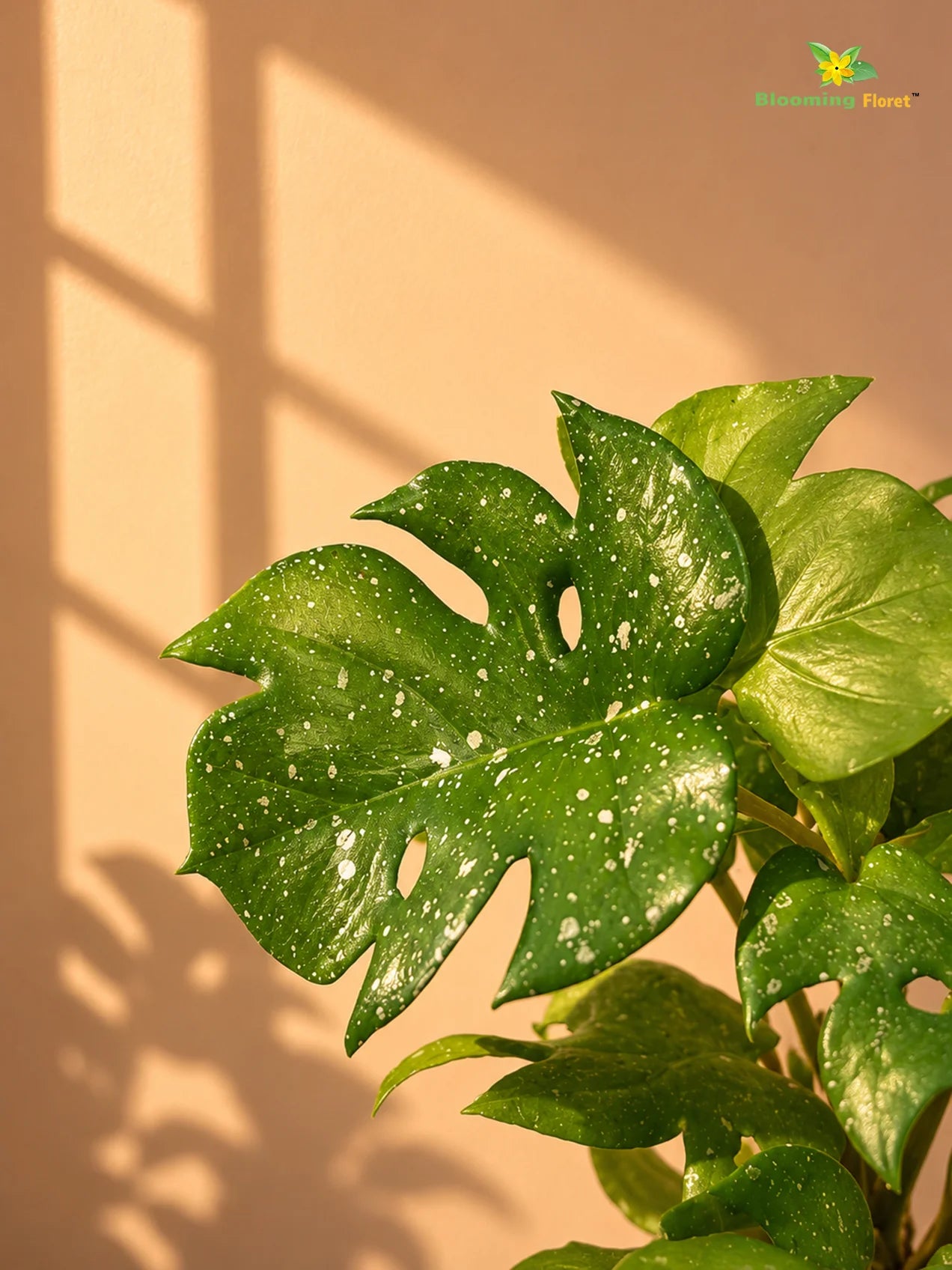 Artificial Mini Monstera Succulent | Light Green | 15 cm