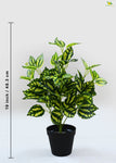 Artificial Peacock Plant for Decor | with Basic Pot | 48.3 cm